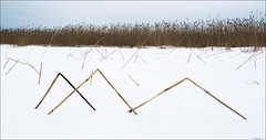 reeds