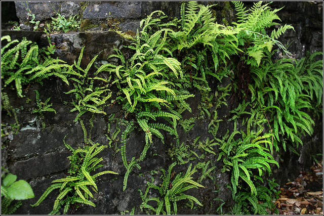 Fern walls