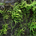 Fern walls