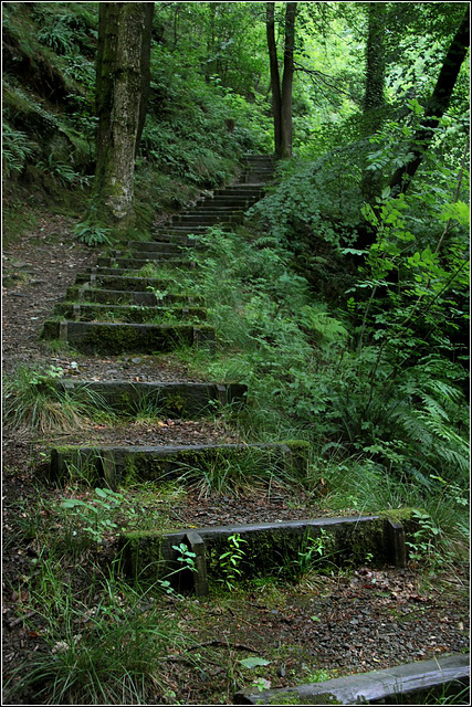 Woodland steps