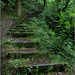 Woodland steps