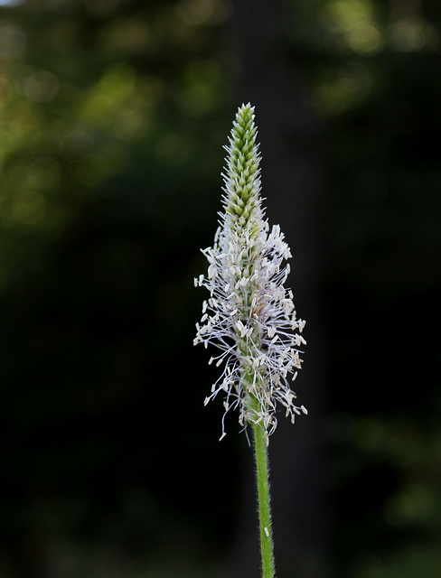 Plantago media - Plantain moyen