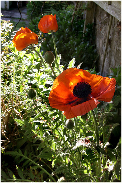 Garden poppy