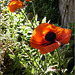 Garden poppy