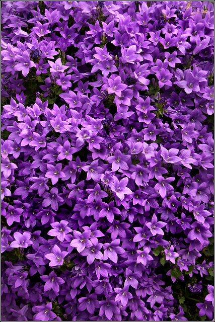 Wall flowers