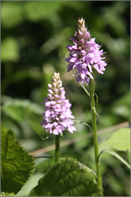 Orchids