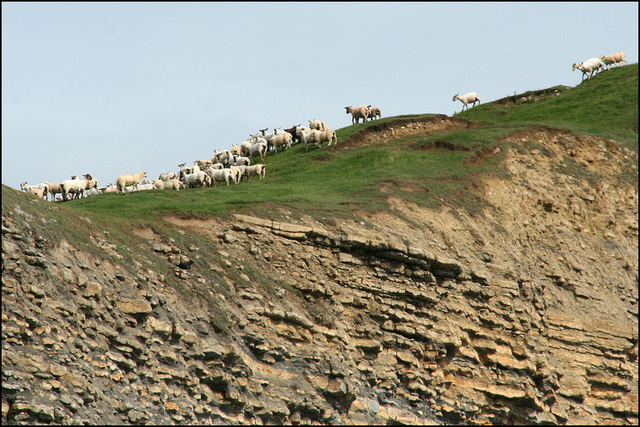 sheep on the edge