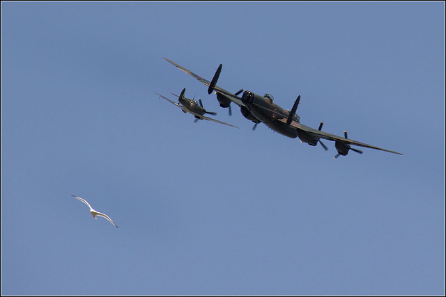 Three different birds