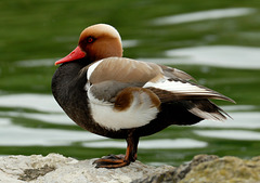 Canard "nette rousse"