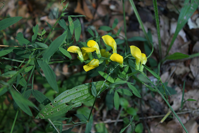 Lathyrus pratensis-001