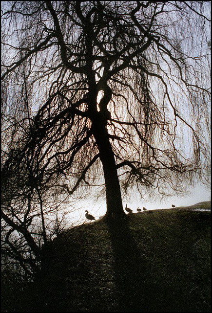 Willow in the fog