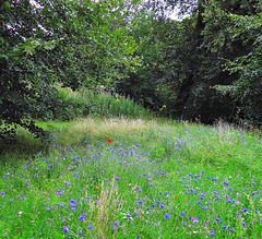 Woodland wild-flowers.