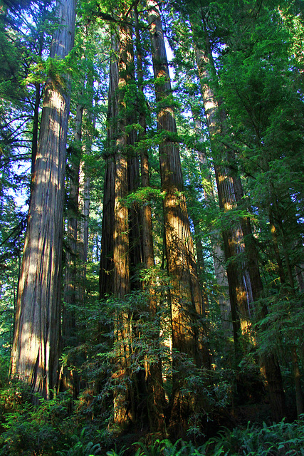 California Redwoods