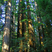 California Redwoods