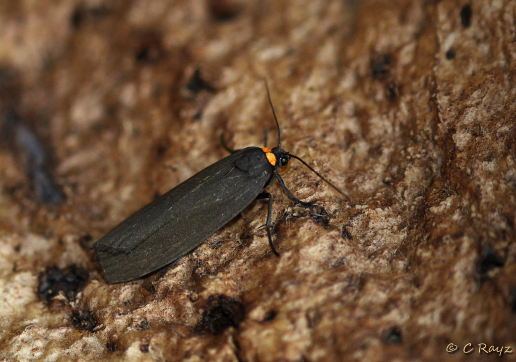 Red-necked Footman