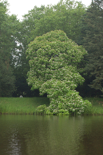 sola arbo ĉe la bordo de Neumark-ĝardeno (Solitärbaum am Ufer des Neumarkgartens)