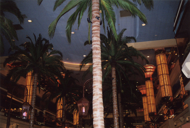 Palm Trees in the Tropicana Hotel in Atlantic City, Aug. 2006