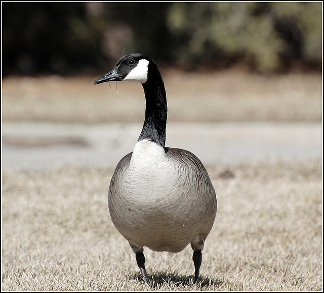 Canada Goose