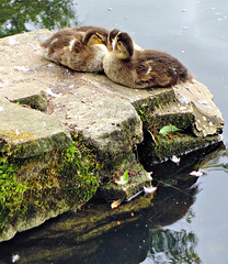 Ducklings (Mallard).