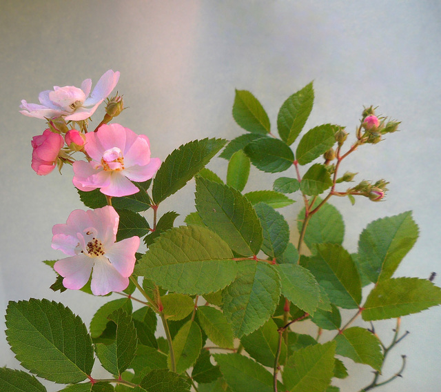 roselline di macchia