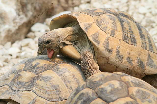 Griechische Landschildkröten (Wilhelma)