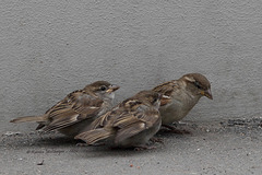 Familie Spatz (Wilhelma)