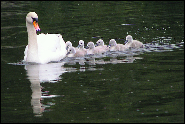 Cygnets