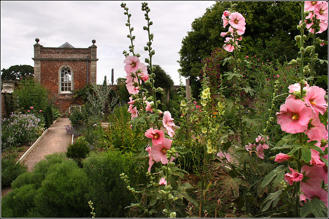 Hollyhocks