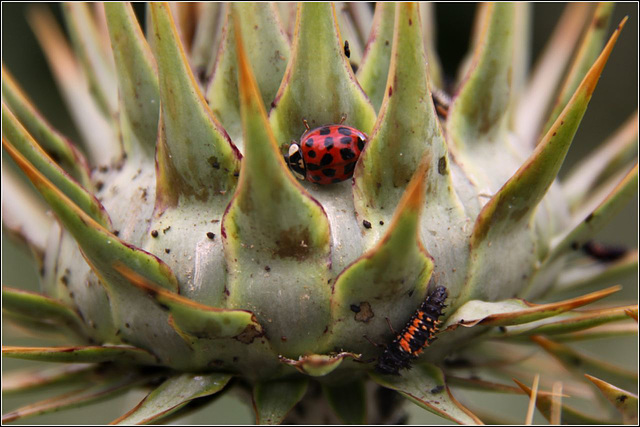 Ladybird and Larvae