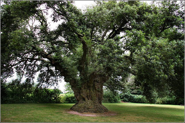 The Holm Oak