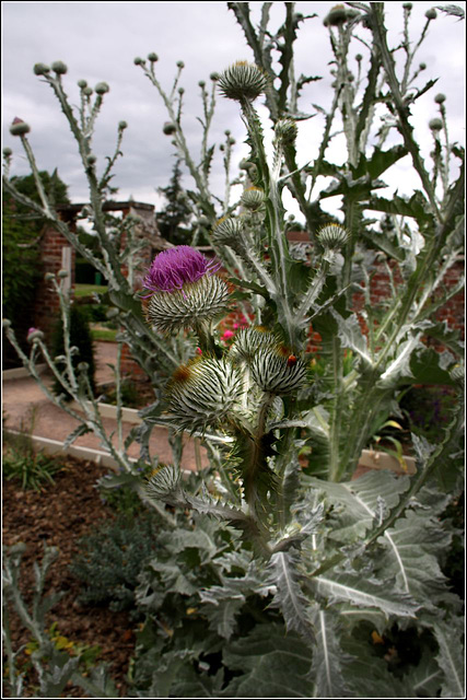 Thistles