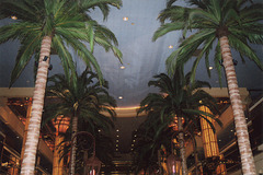 Palm Trees in the Tropicana Hotel in Atlantic City, Aug. 2006