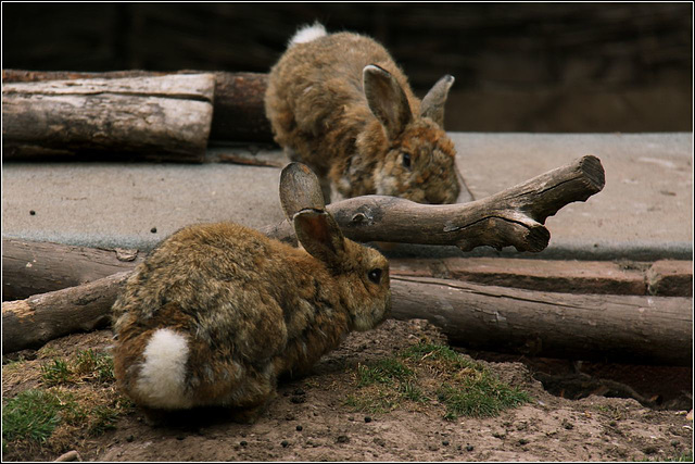 Coney (rabbits to eat!)