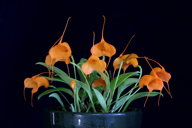 Masdevallia hirtzii