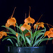 Masdevallia hirtzii