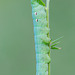 Deilephila elpenor larva