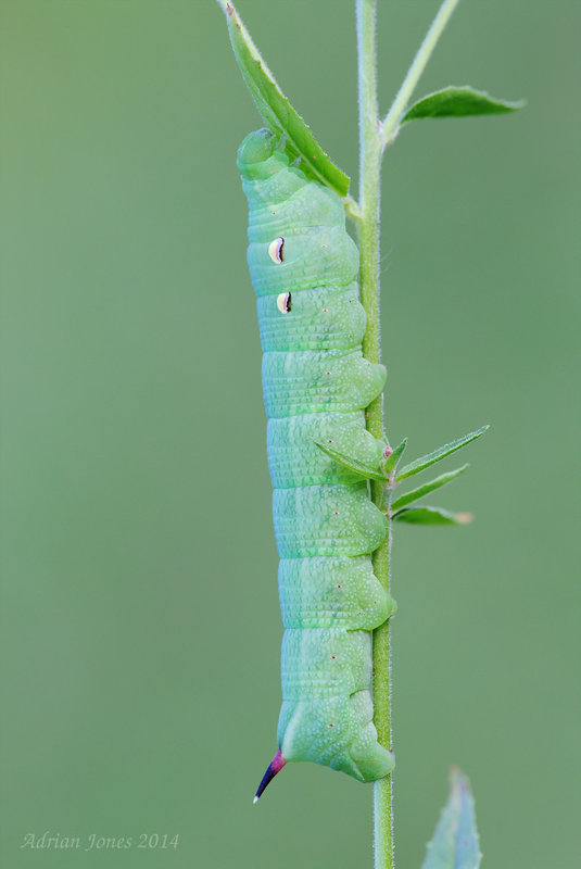 Deilephila elpenor larva