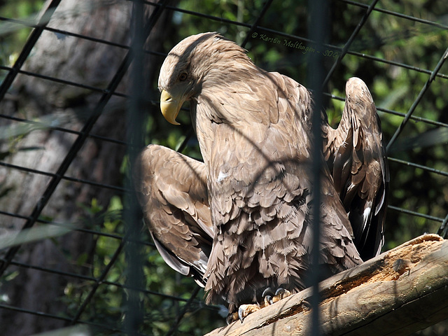 Sonnenbadender Seeadler (Wilhelma)