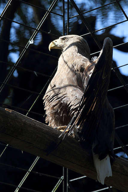 Sonnenbadender Seeadler (Wilhelma)