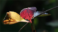 Les feuilles d'automne.....