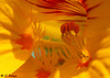 Patio Life: Spikey Nasturtium