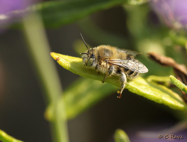 Patio Life: Anthophora bimaculata