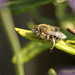 Patio Life: Anthophora bimaculata