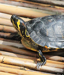 Schildkröte