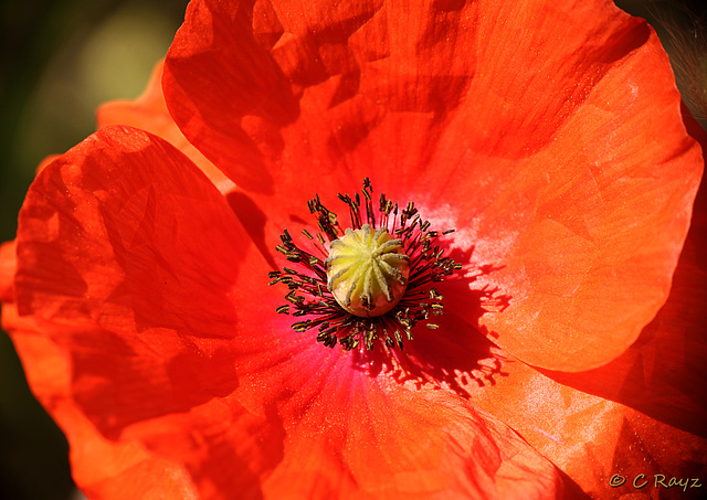 Patio Life: Dayglo Poppy