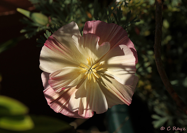 Patio Life: California Poppy