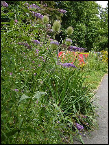 towpath teasels