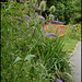 towpath teasels