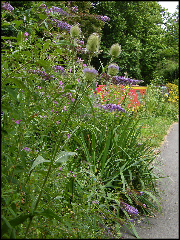 towpath teasels