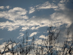 Arboles y nubes invernales
